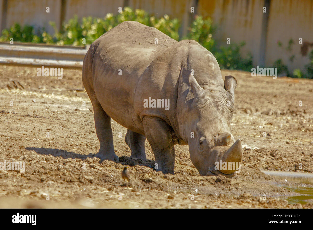 Close up di un rinoceronte bianco del Sud Ceratotherium simum Foto Stock