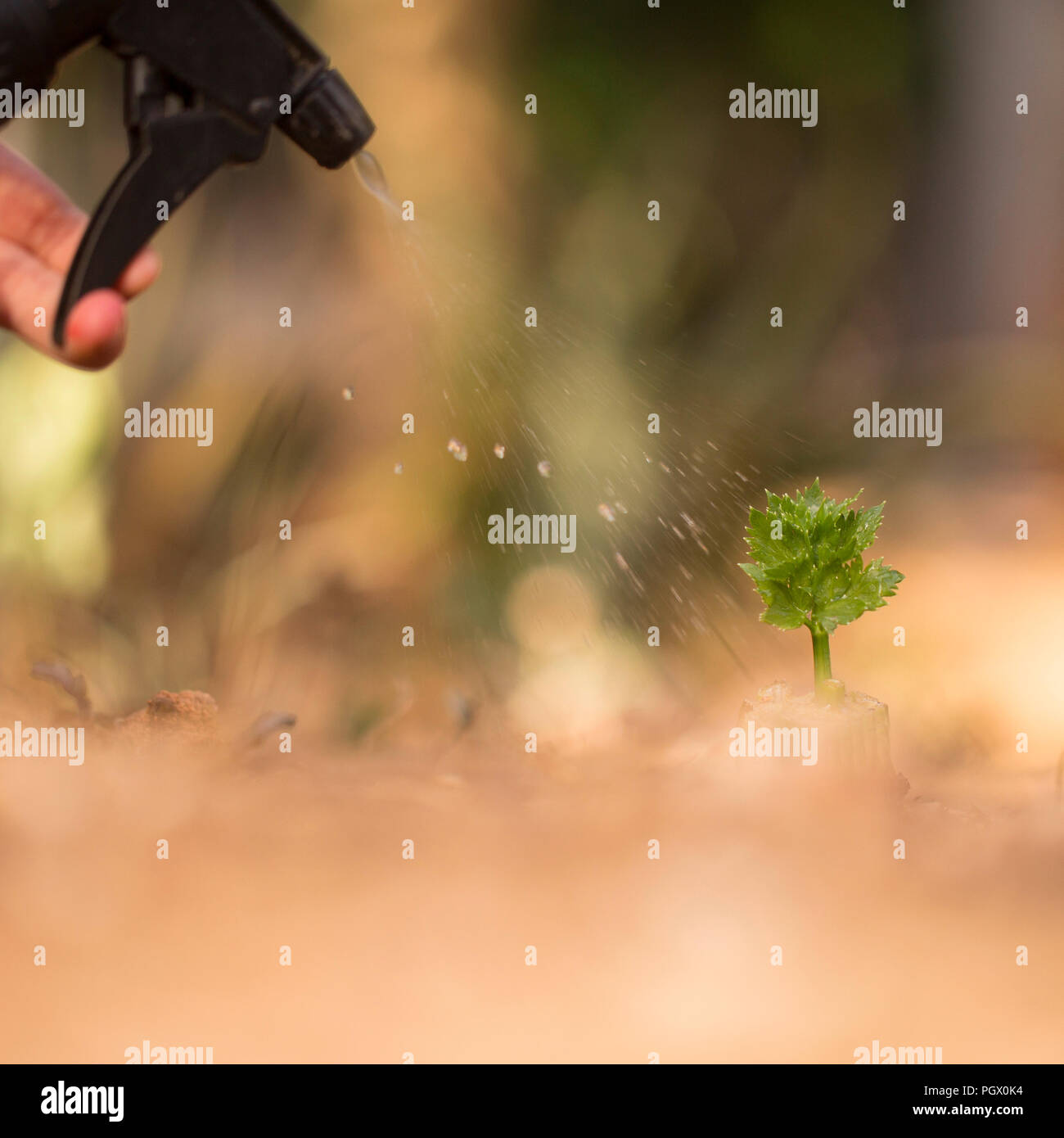 Abbeveraggio un giovane germoglio con acqua la bottiglia spray Foto Stock