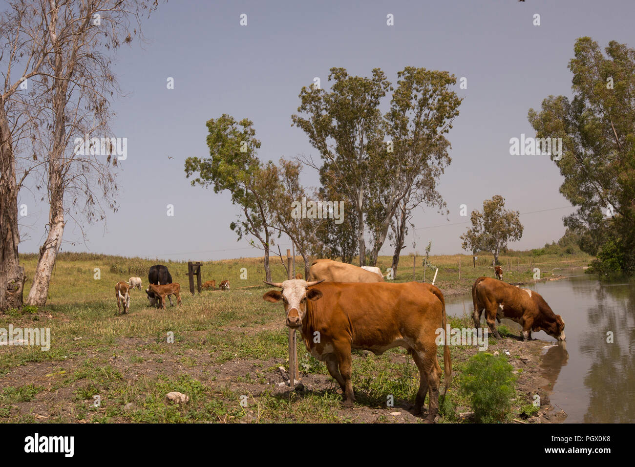 Libera bestiame al pascolo in un parco naturale. Il pascolo di bestiame aiuta a prevenire la diffusione di incendi in quanto è minore il materiale ardente sul suolo della foresta Foto Stock