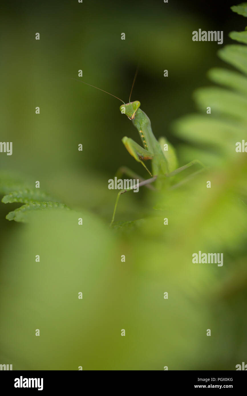 Sphodromantis viridis è una specie di mantide religiosa che è mantenuto in tutto il mondo come un animale domestico. I suoi nomi comuni includono African mantis, Gigantesca mantide religiosa africana, una Foto Stock