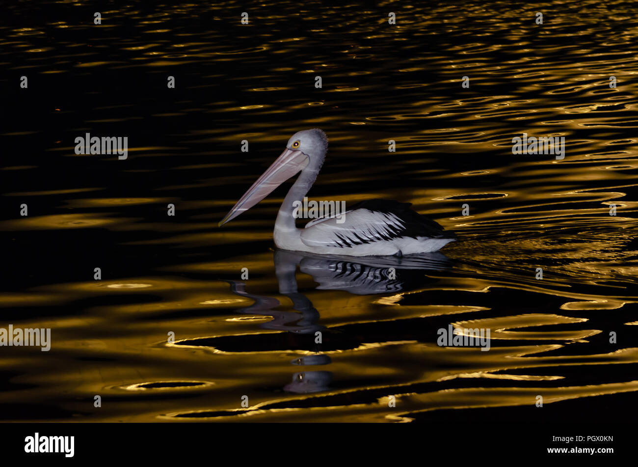 Pelican nuotare attraverso il golden riflesso delle luci sul Fiume Swan in Perth Western Australia Foto Stock