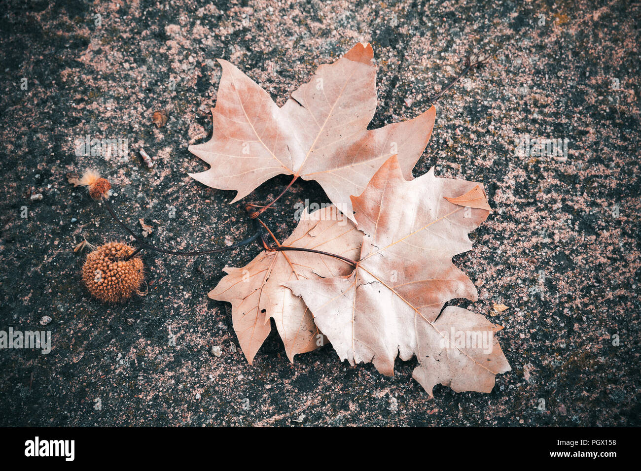 Caduto il piano orientali foglie e frutti giacciono sulla pietra scura terra, naturale autunno foto di sfondo Foto Stock
