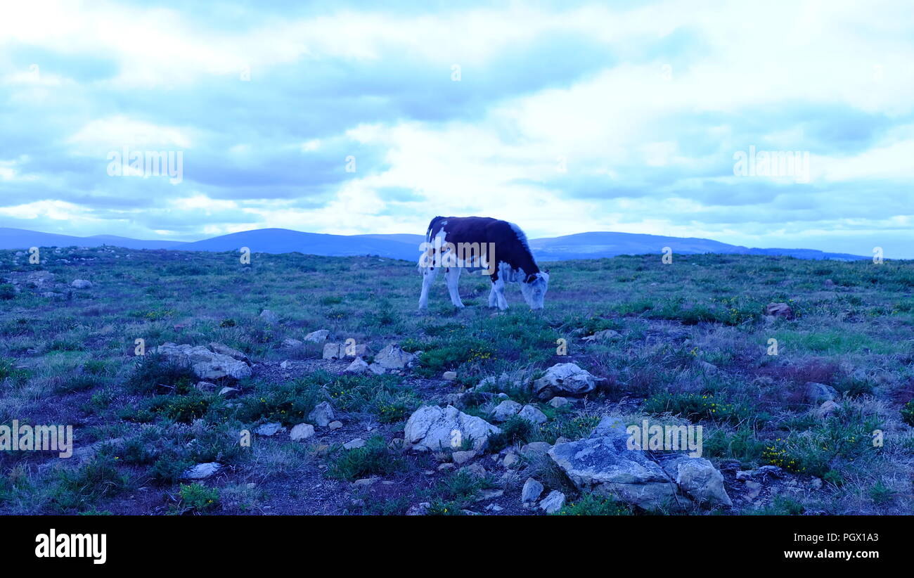 Testa di Bray, Bray, Irlanda Foto Stock