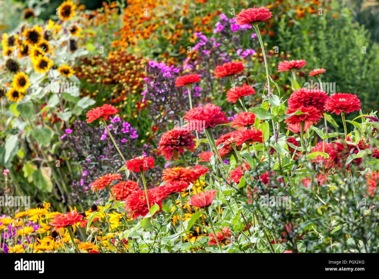Misto bordo letto di fiori estivi, Zinnia rossa, Rudbeckia, girasoli, fiori belli nel cottage giardino estivo Foto Stock