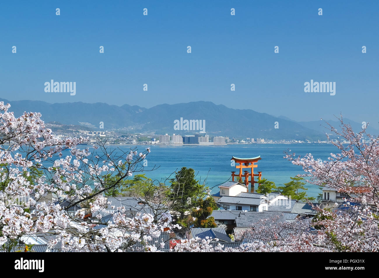 Vista aerea del grande Torii floating gate sul mare con fiori di ciliegio in Miyajima, Giappone. Foto Stock