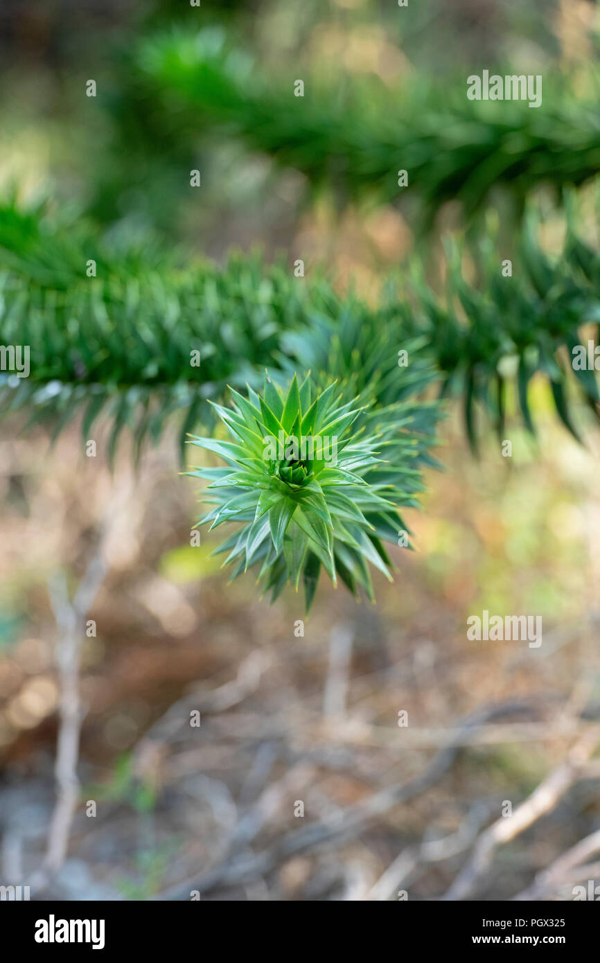 Araucaria araucana. Puzzle di scimmia a rami di alberi Foto Stock