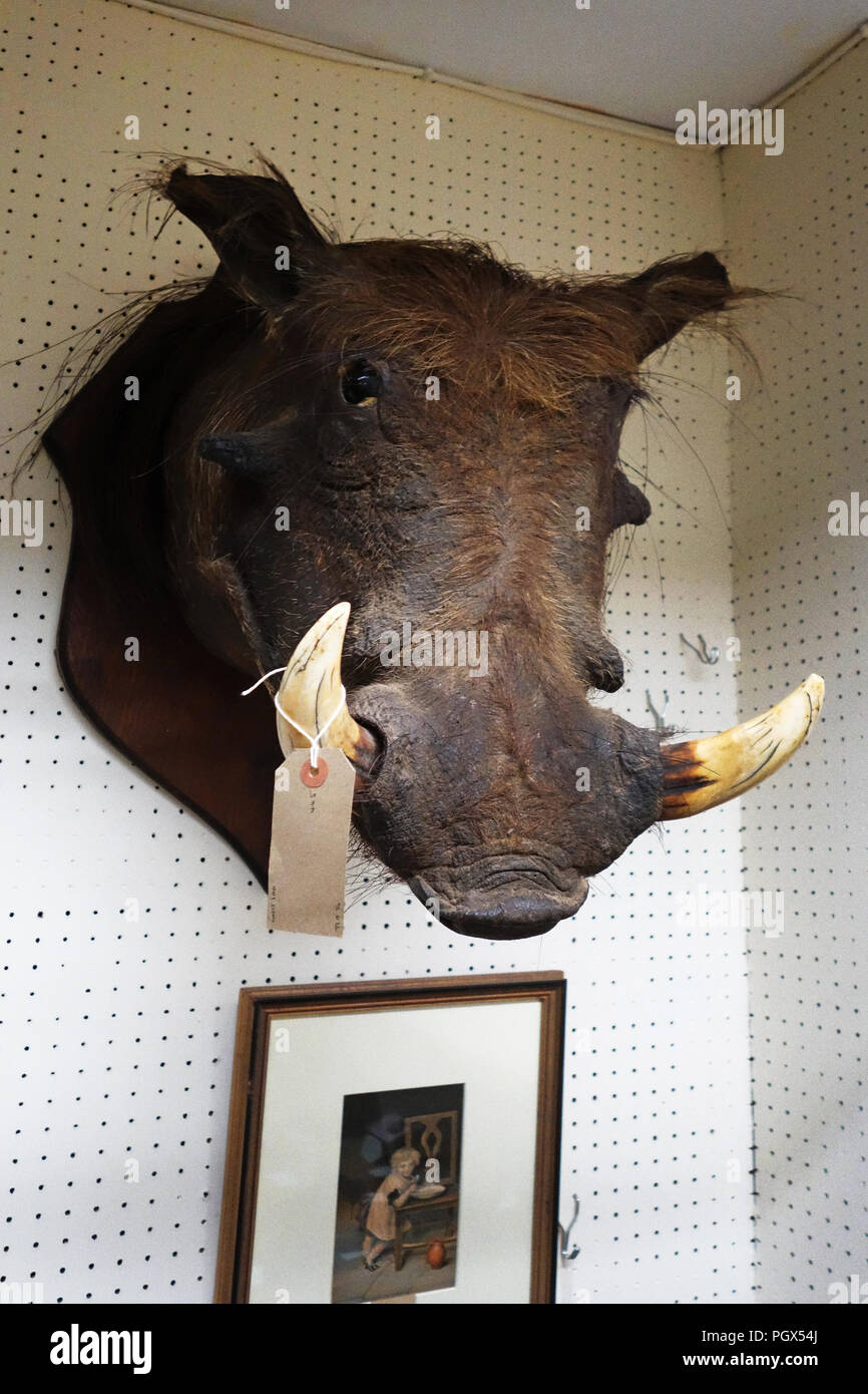 Di tassidermia di un animale selvatico montato su una parete in un bric-à-brac sul display un inglese un centro di antiquariato Foto Stock