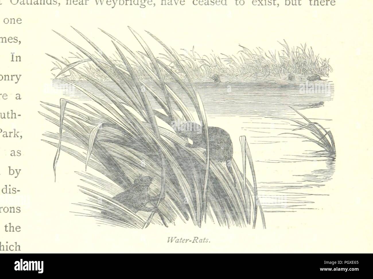 Immagine dalla pagina 187 di 'Il Tamigi dalla sorgente al mare ... Illustrato con incisioni ... ... e ... acqueforti, etc' . Foto Stock
