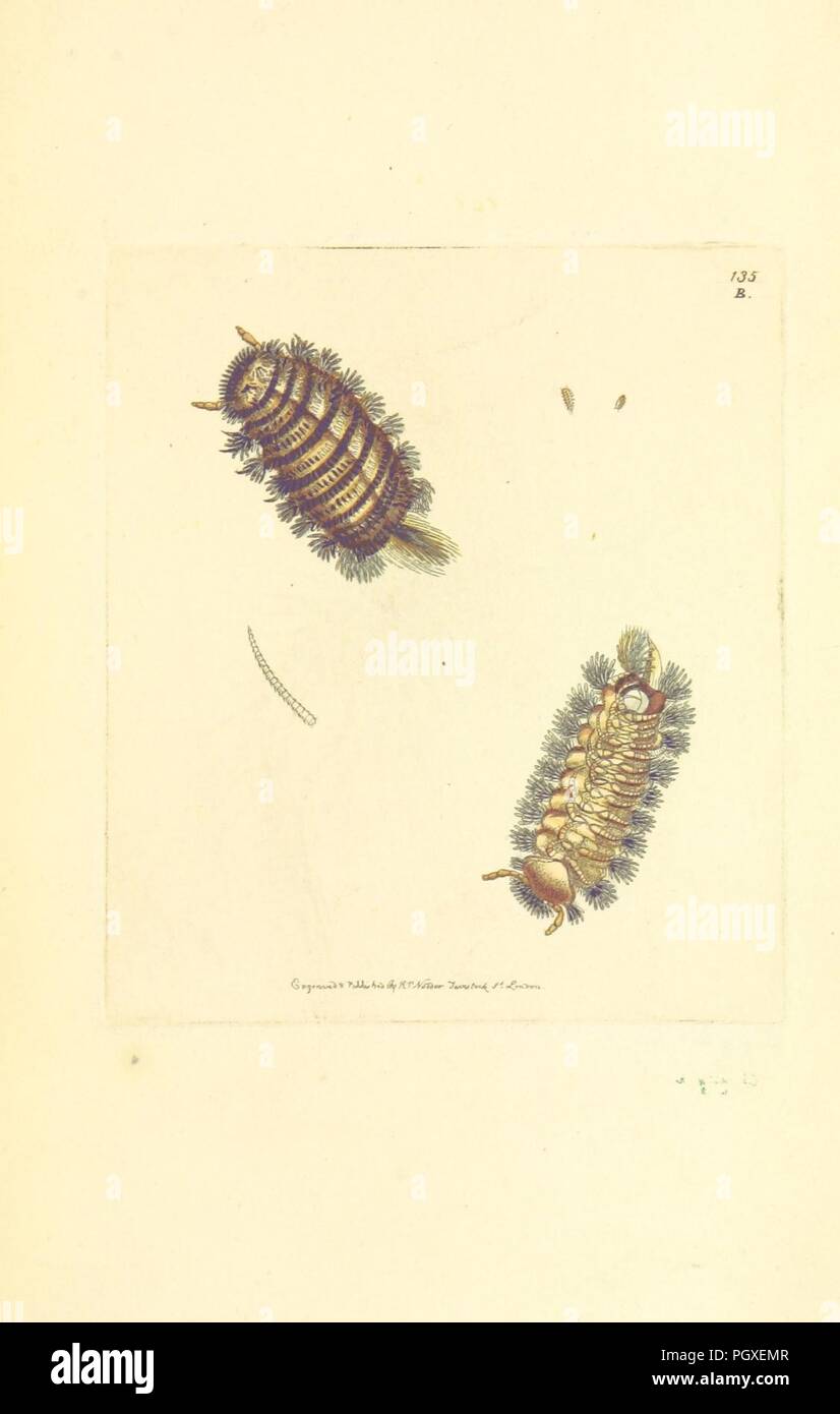 Immagine dalla pagina 197 di "Miscellanea zoologica; essendo le descrizioni di nuovi o interessanti animali" . Foto Stock
