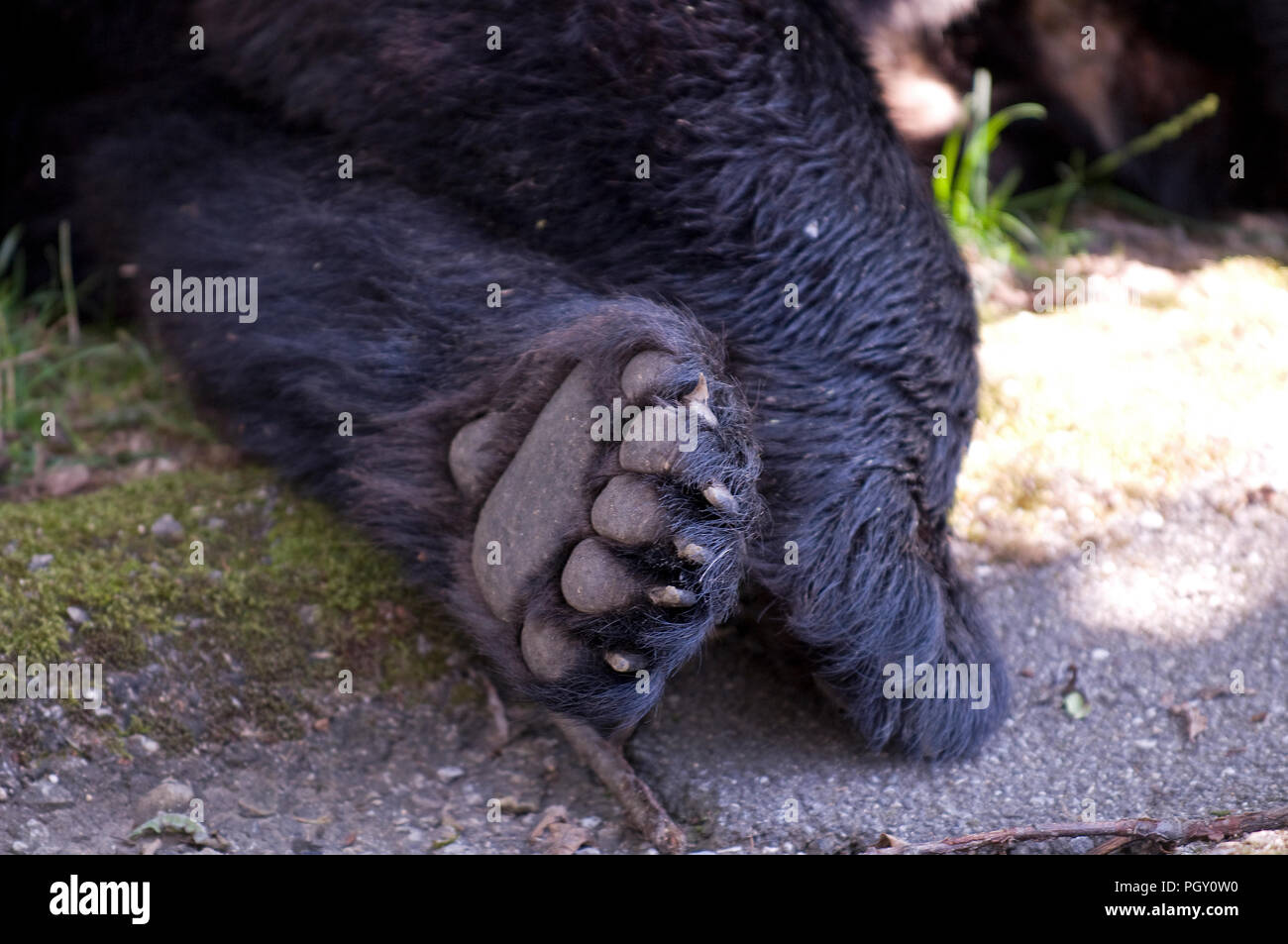 American black bear (Ursus americanus) - zampa anteriore la nostra noir américain ou baribal Foto Stock