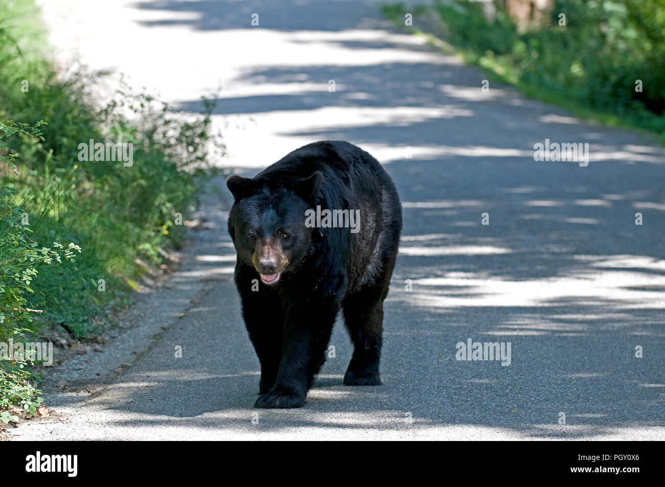 American black bear (Ursus americanus) Il nostro noir américain ou baribal Foto Stock