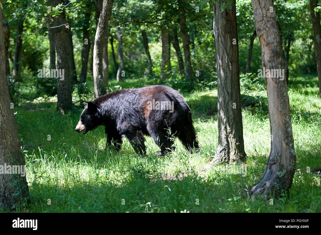 American black bear (Ursus americanus) Il nostro noir américain ou baribal Foto Stock
