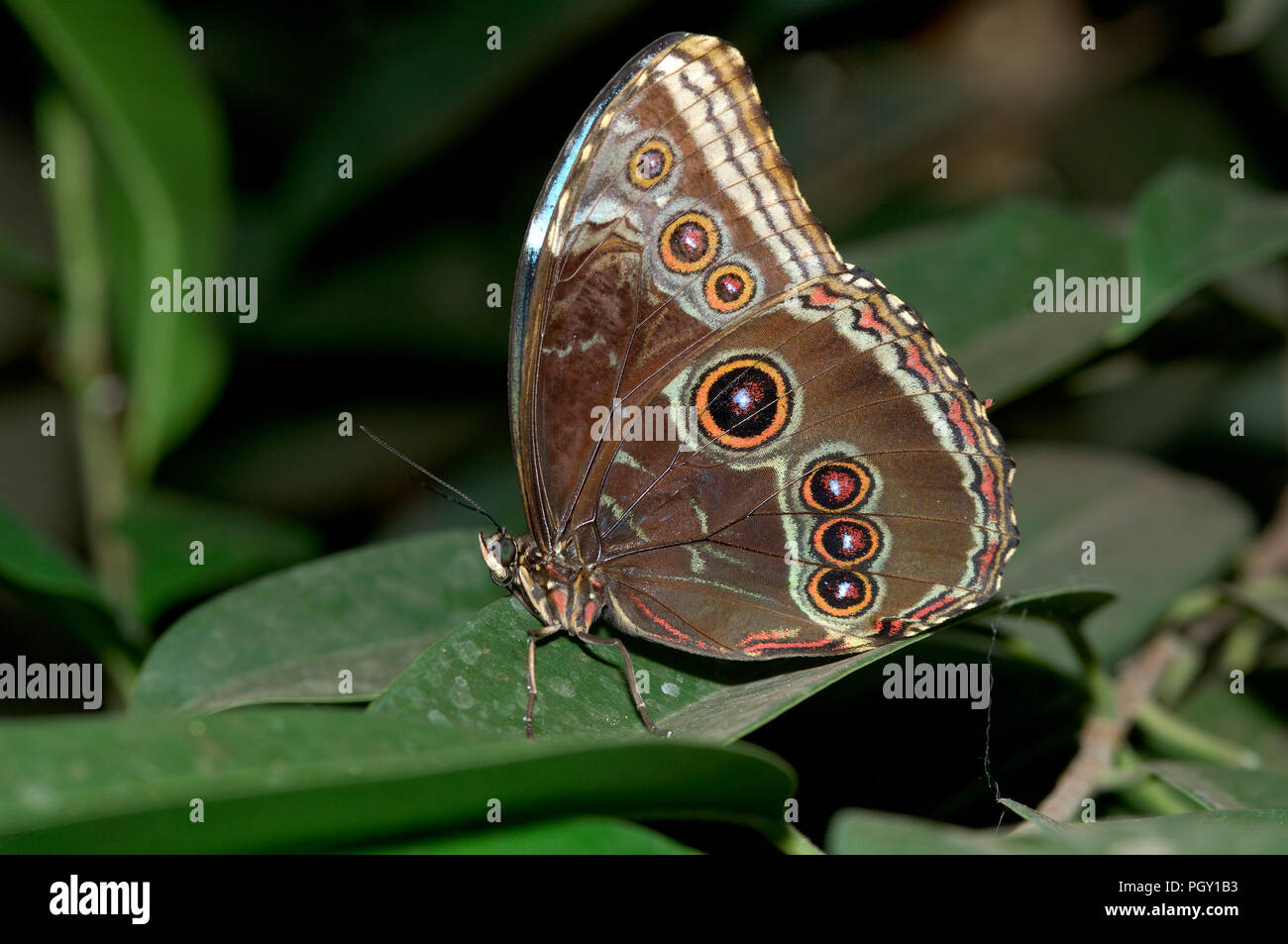 Blue Morpho Butterfly (Morpho peleides) - Brasile morfo bleu Foto Stock