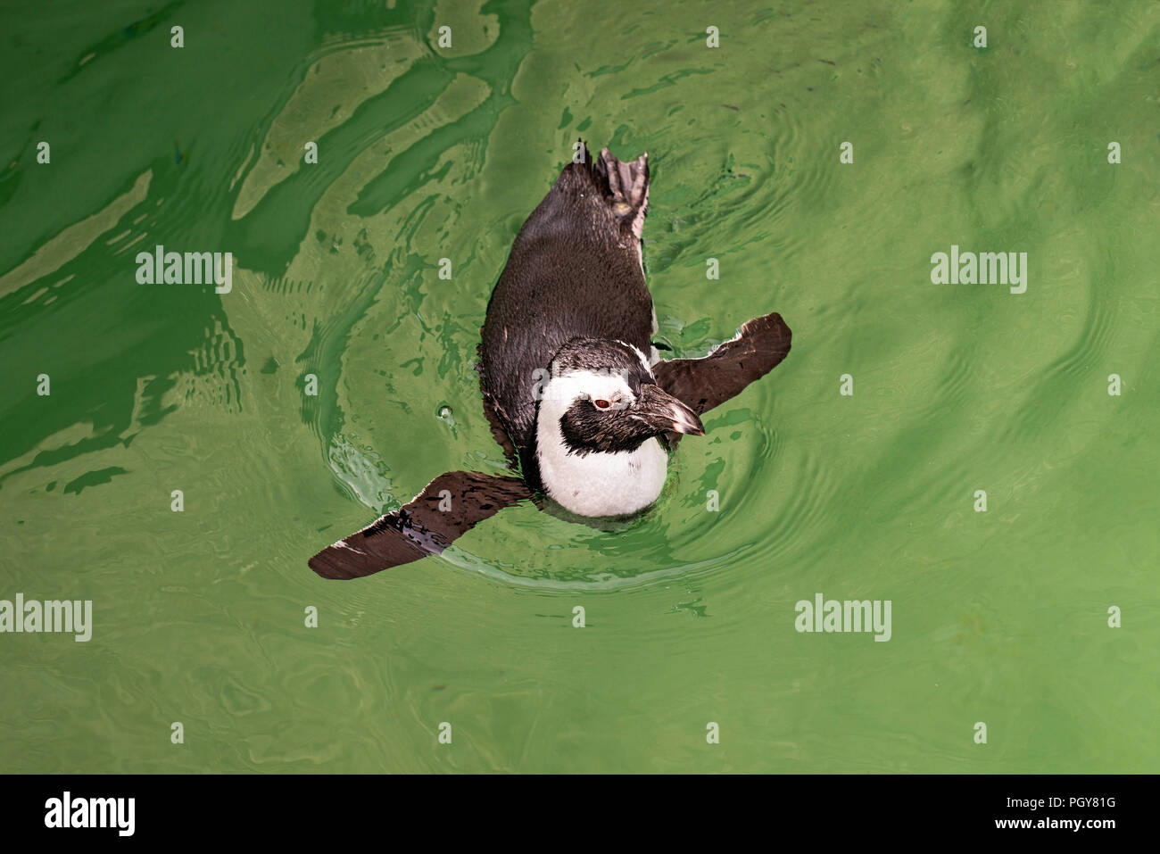 Il piccolo pinguino galleggia in acqua. Soleggiata giornata estiva. Foto Stock