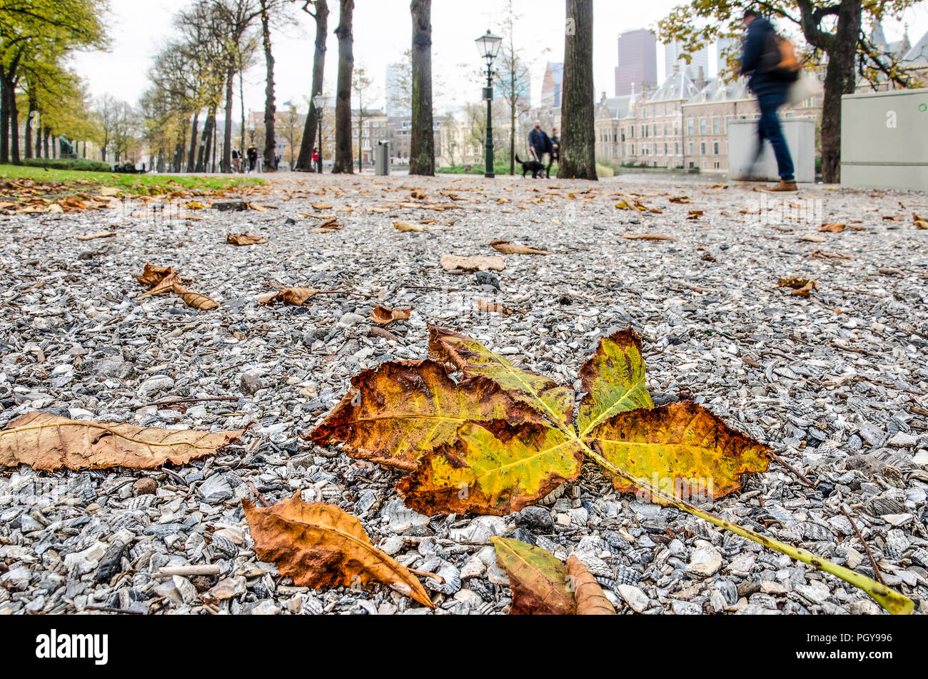 Caduto foglie di castagno su una superficie di ghiaia a Lange Vijverberg all'Aia, nei Paesi Bassi in autunno Foto Stock