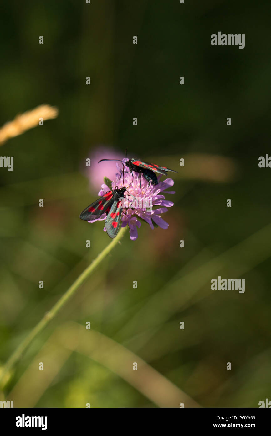 5 spot Burnett falene sul fiore. Foto Stock