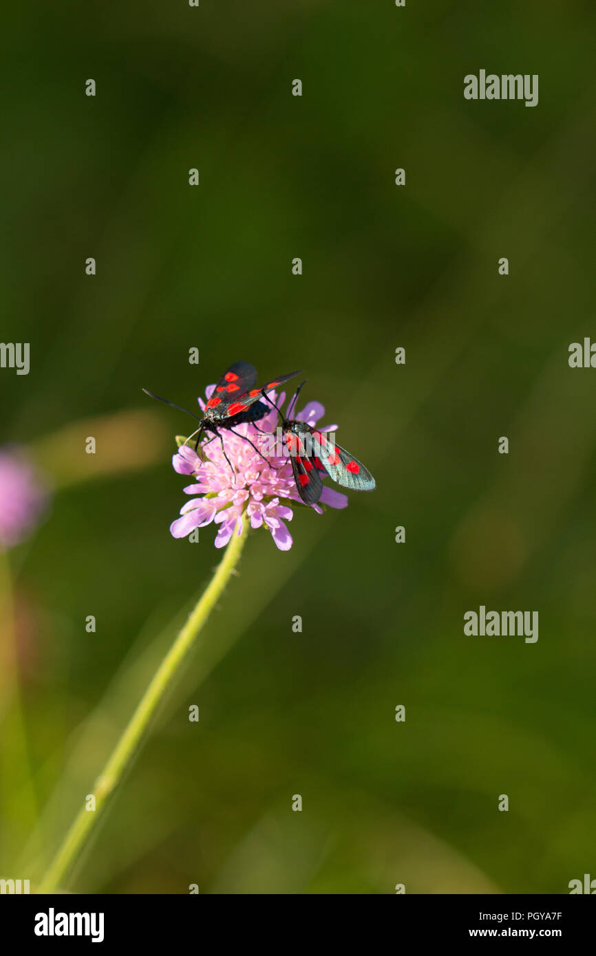 5 spot Burnett falene sul fiore. Foto Stock