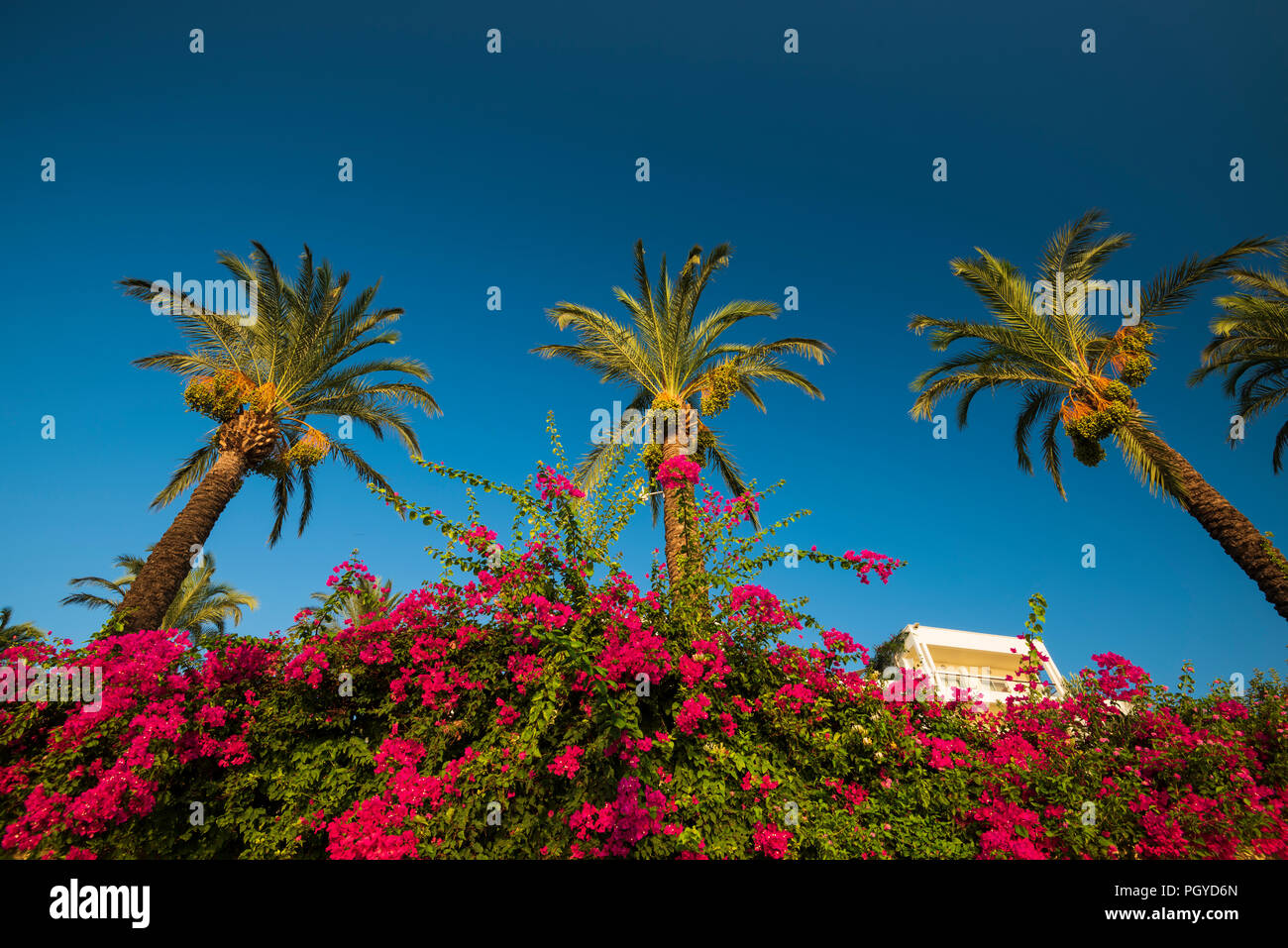 Palme e begonvillers nelle strade di Bodrum Foto Stock