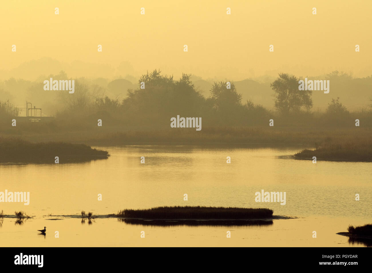 Francia - Camargue - Mattina presto Foto Stock