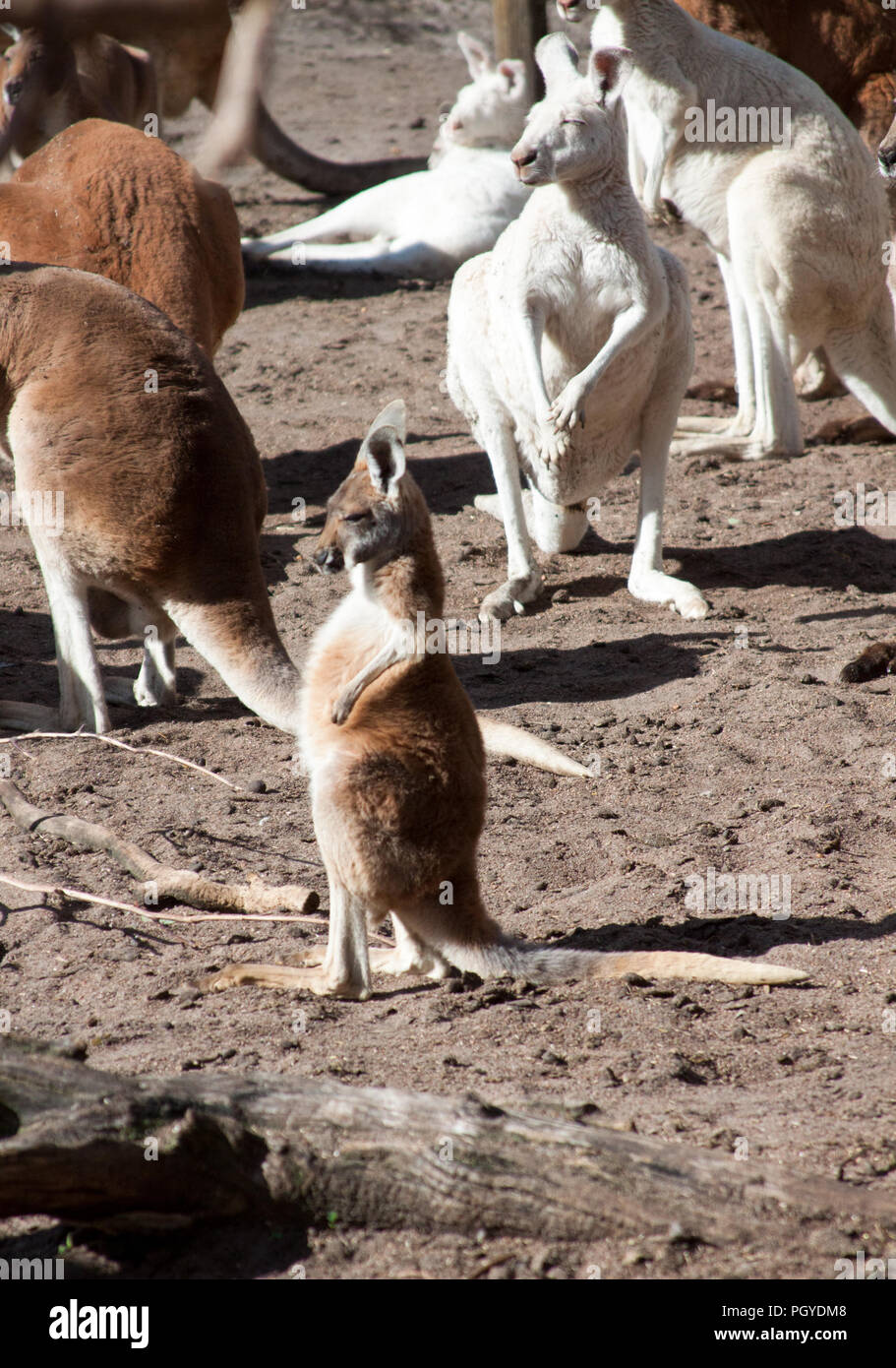 Giovani canguro grigio in piedi di fronte a un gruppo di rosso, grigio e bianco canguri Foto Stock