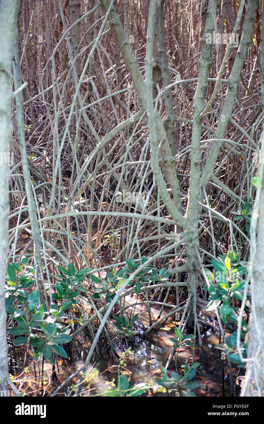 Thailandia, Petchaburi; giovane Mangrove progetto Foto Stock