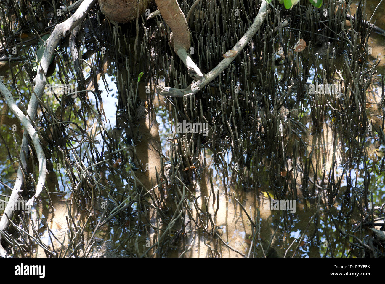 Thailandia, Petchaburi; giovane Mangrove progetto Foto Stock