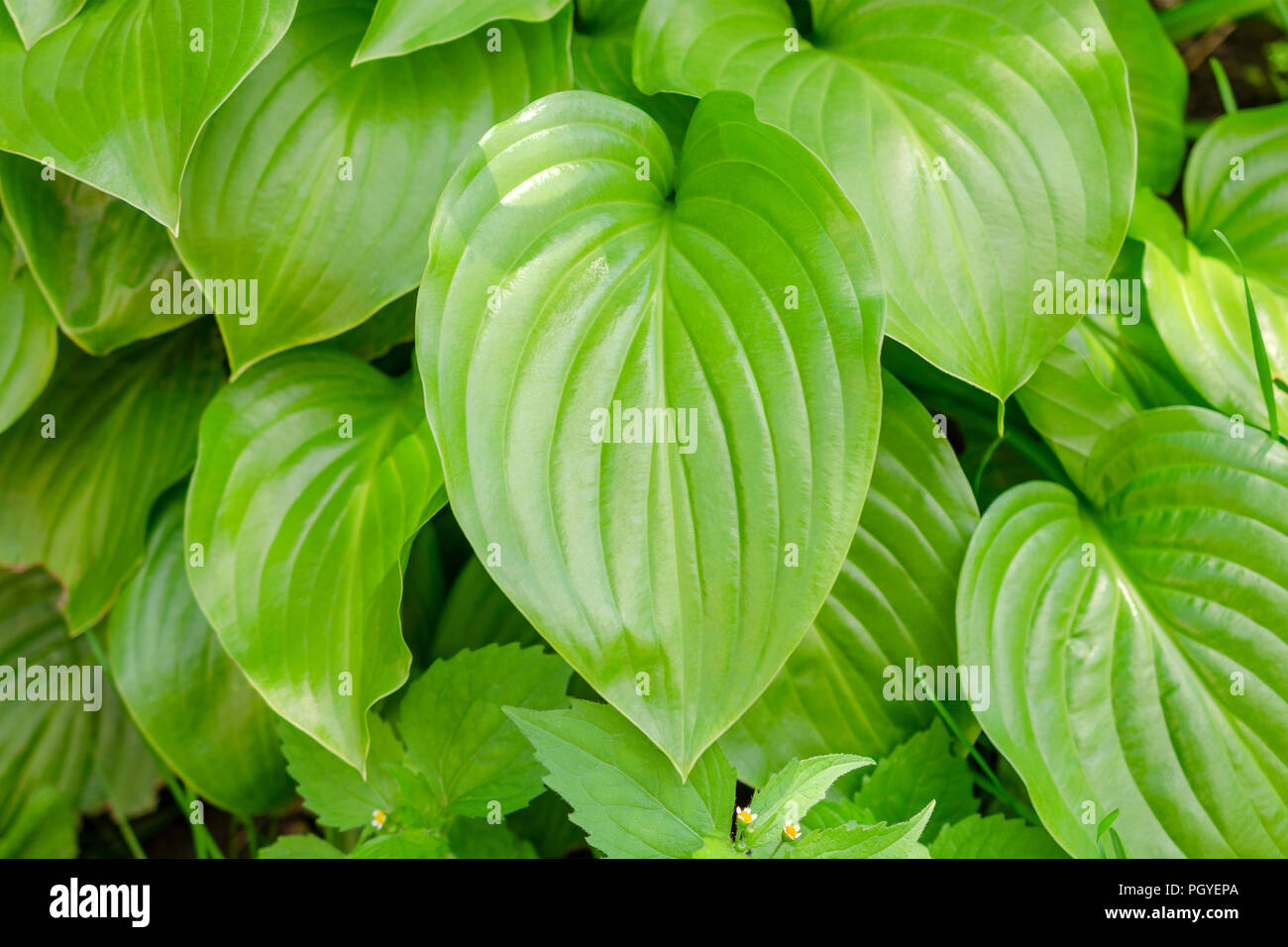 Grande pianta verde foglie. Natura bellissimo sfondo. Utilizzare per il design. Close-up. Foto Stock