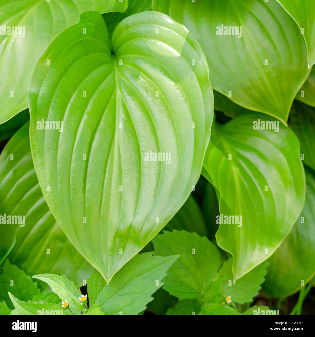 Grande pianta verde foglie. Natura bellissimo sfondo. Utilizzare per il design. Per instagram formato. Square. Close-up. Foto Stock