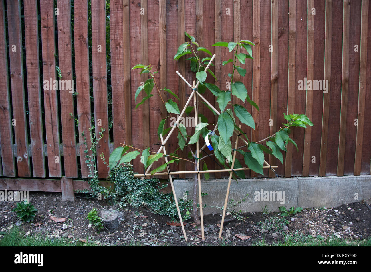 Un dessert Black cherry fan addestrati ad albero a spalliera Foto Stock