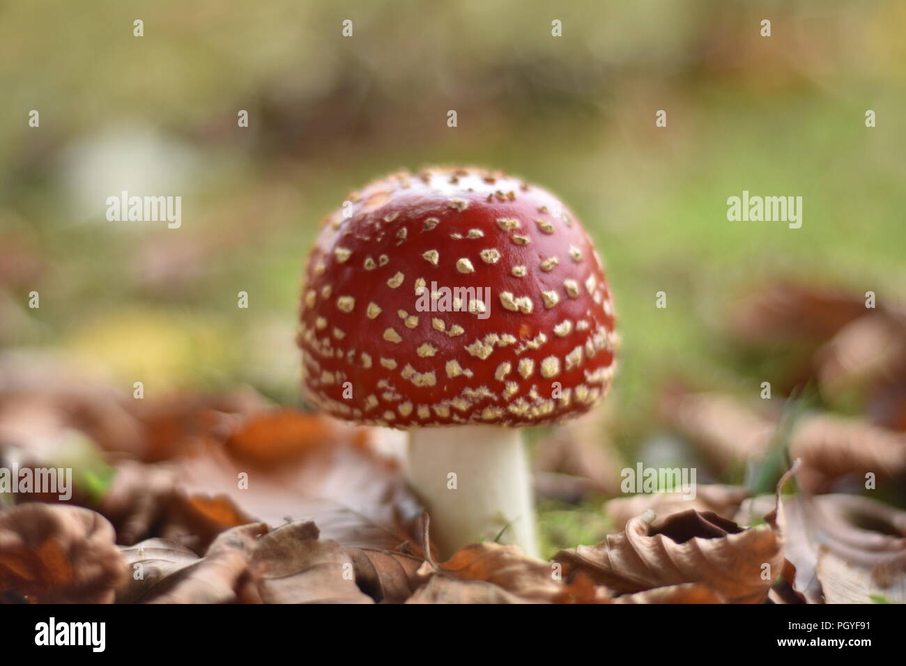 Funghi Toadstool Foto Stock