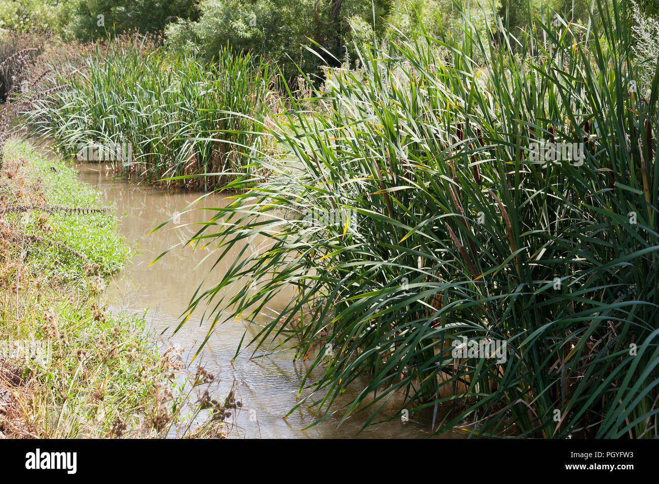 Tifa comune impianto di reed, aka reedmace, giunco, (Typha latifolia) - California USA Foto Stock