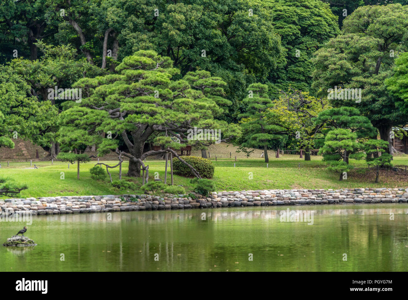 Giapponese vecchio pino riflessioni a Hamarikyu Gardens a Tokyo Foto Stock