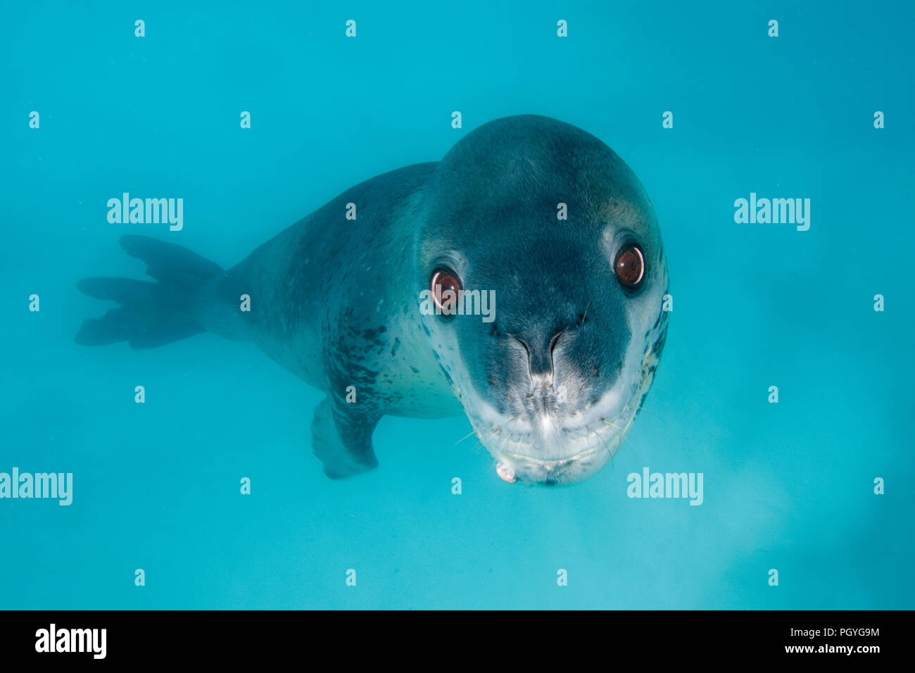 Guarnizione di Leopard (Hydruga leptonyx), nuoto subacqueo, Pleneau Island, Penisola Antartica, Antartide Foto Stock