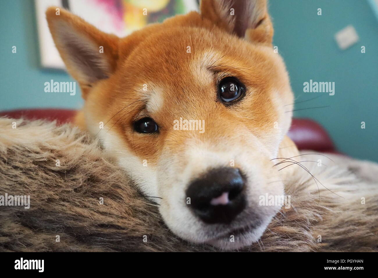 Carino Shiba Inu cucciolo Close Up sdraiato Foto Stock