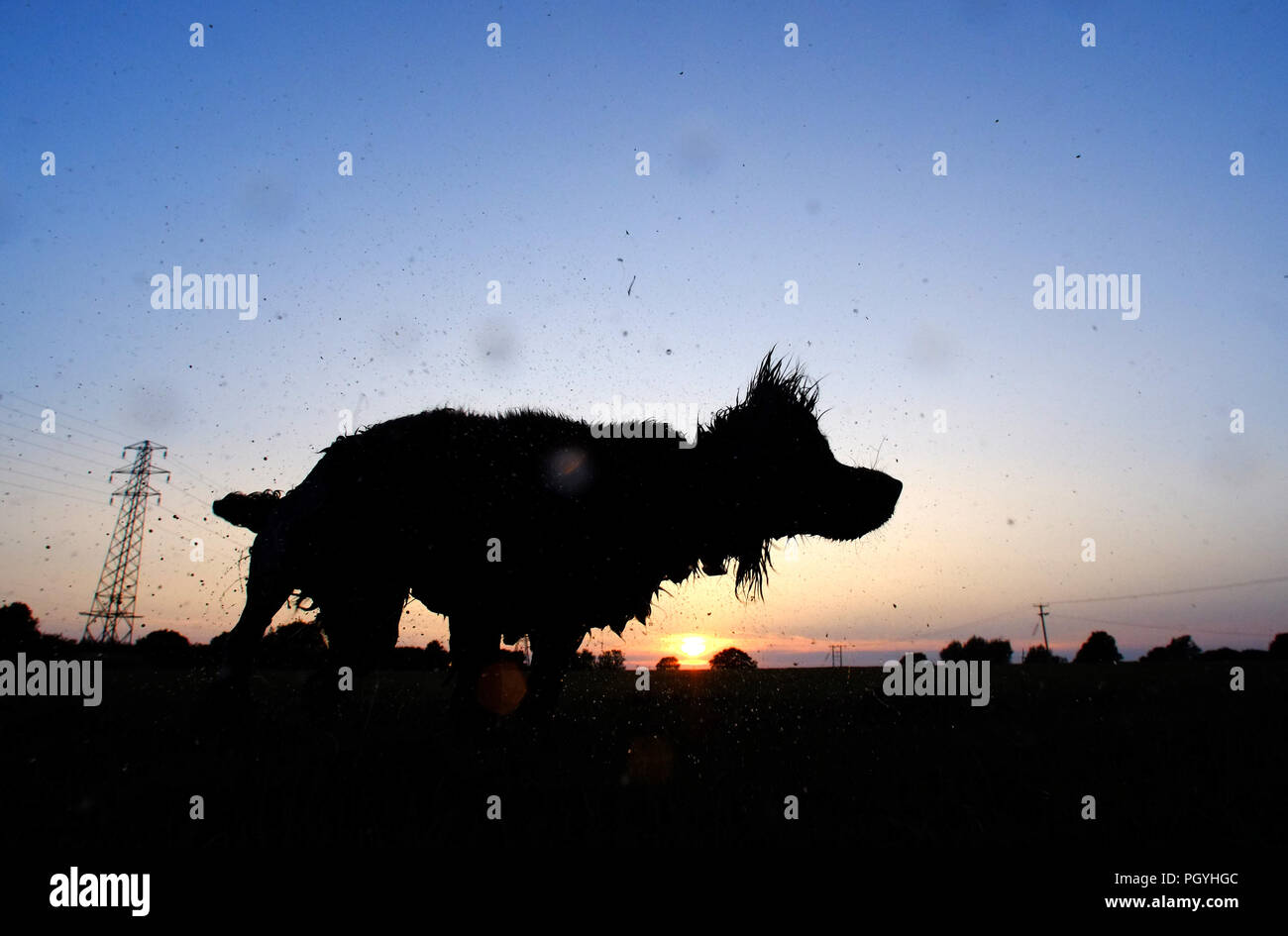 Shaggy dog agitando l'acqua al tramonto. Foto Stock
