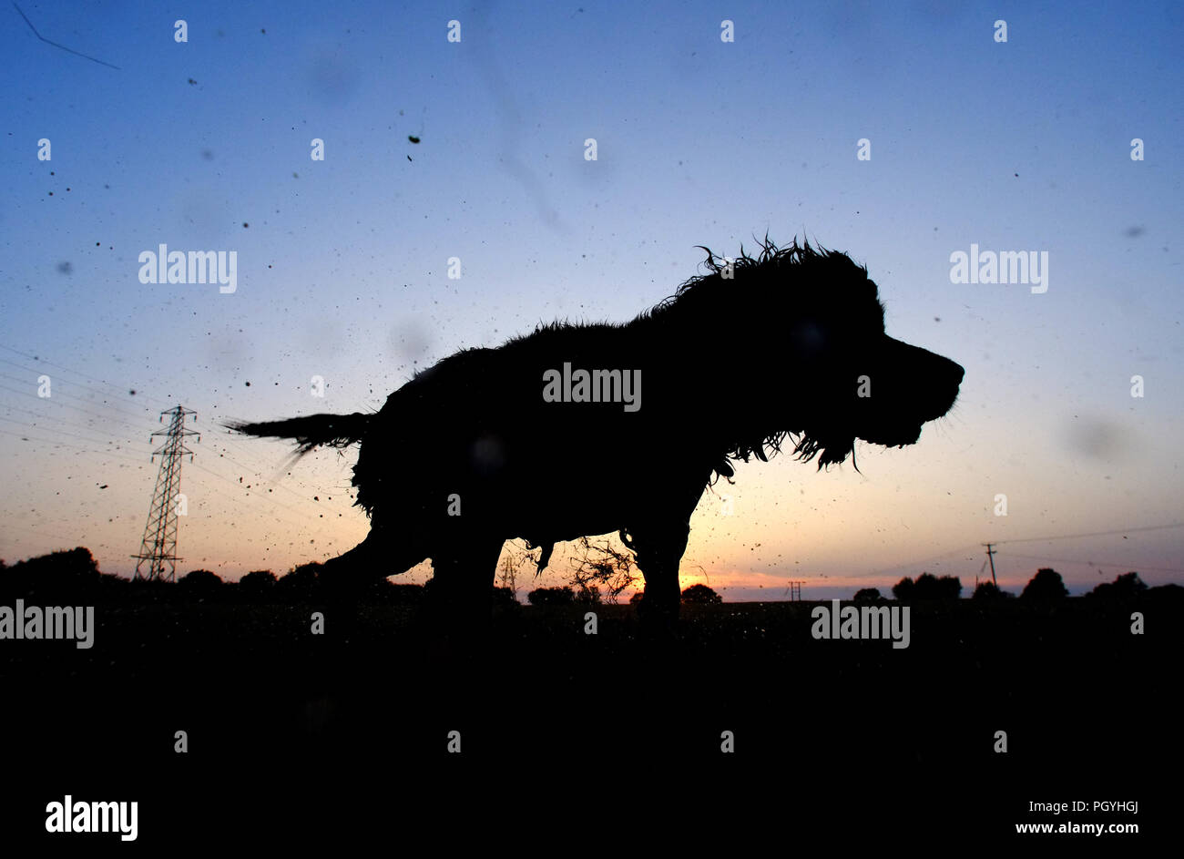 Shaggy dog agitando l'acqua al tramonto. Foto Stock