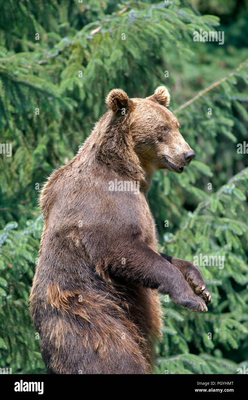La nostra brun - orso bruno - Ursus arctos Foto Stock