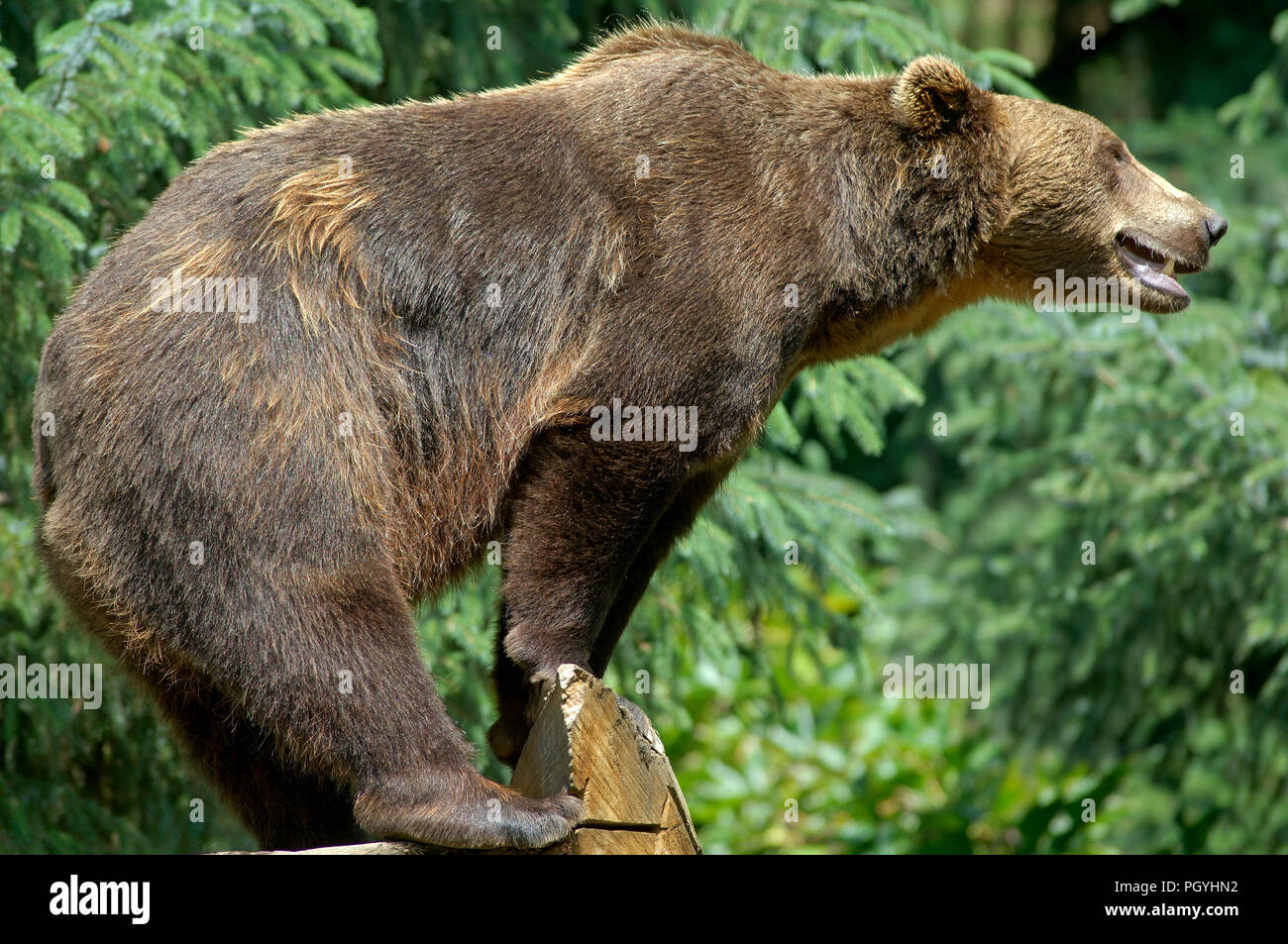 Unione l'orso bruno (Ursus arctos) la nostra brun Foto Stock