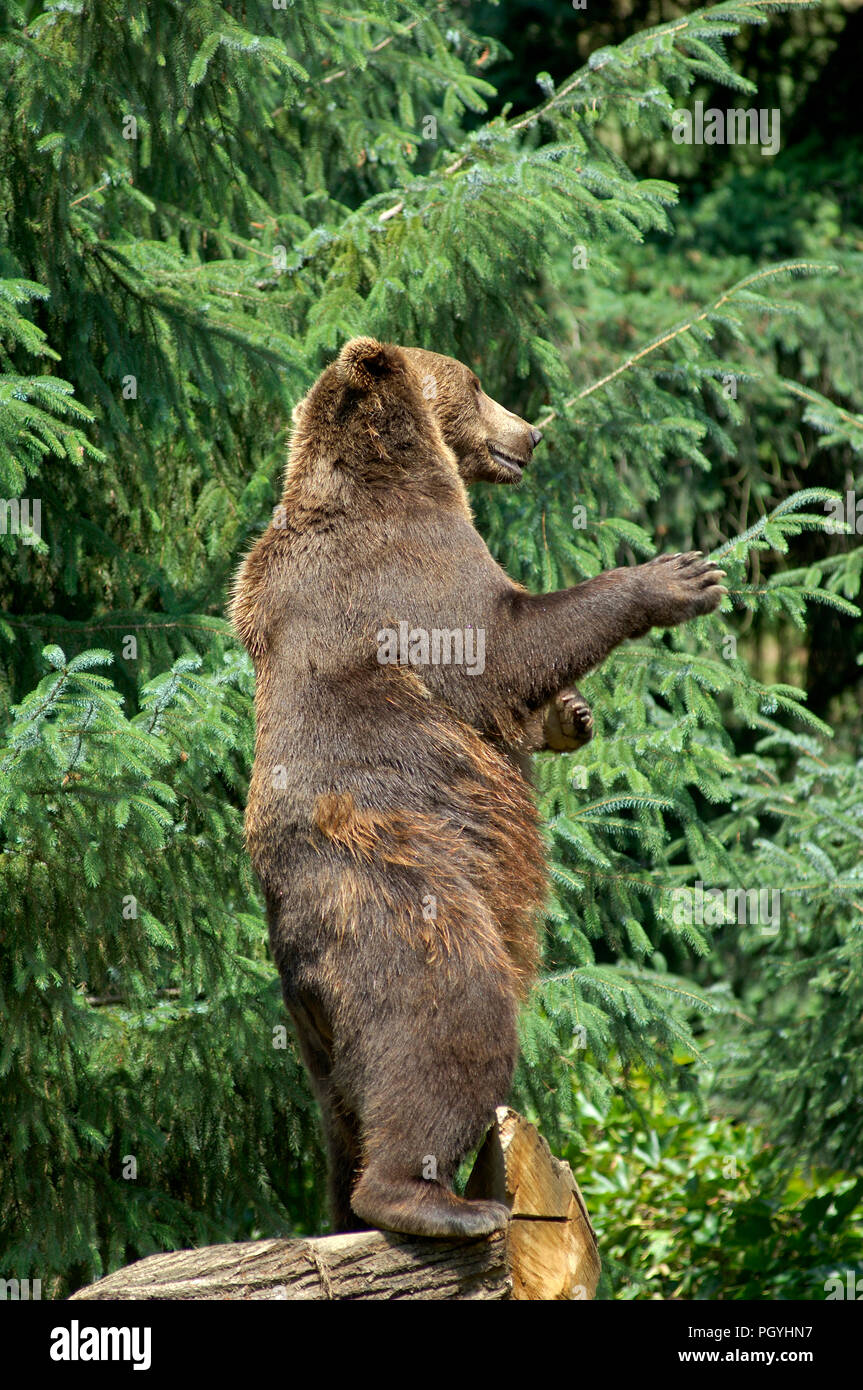 Unione l'orso bruno (Ursus arctos) la nostra brun Foto Stock