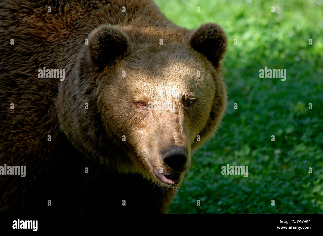 Unione l'orso bruno (Ursus arctos) - Ritratto la nostra brun Foto Stock