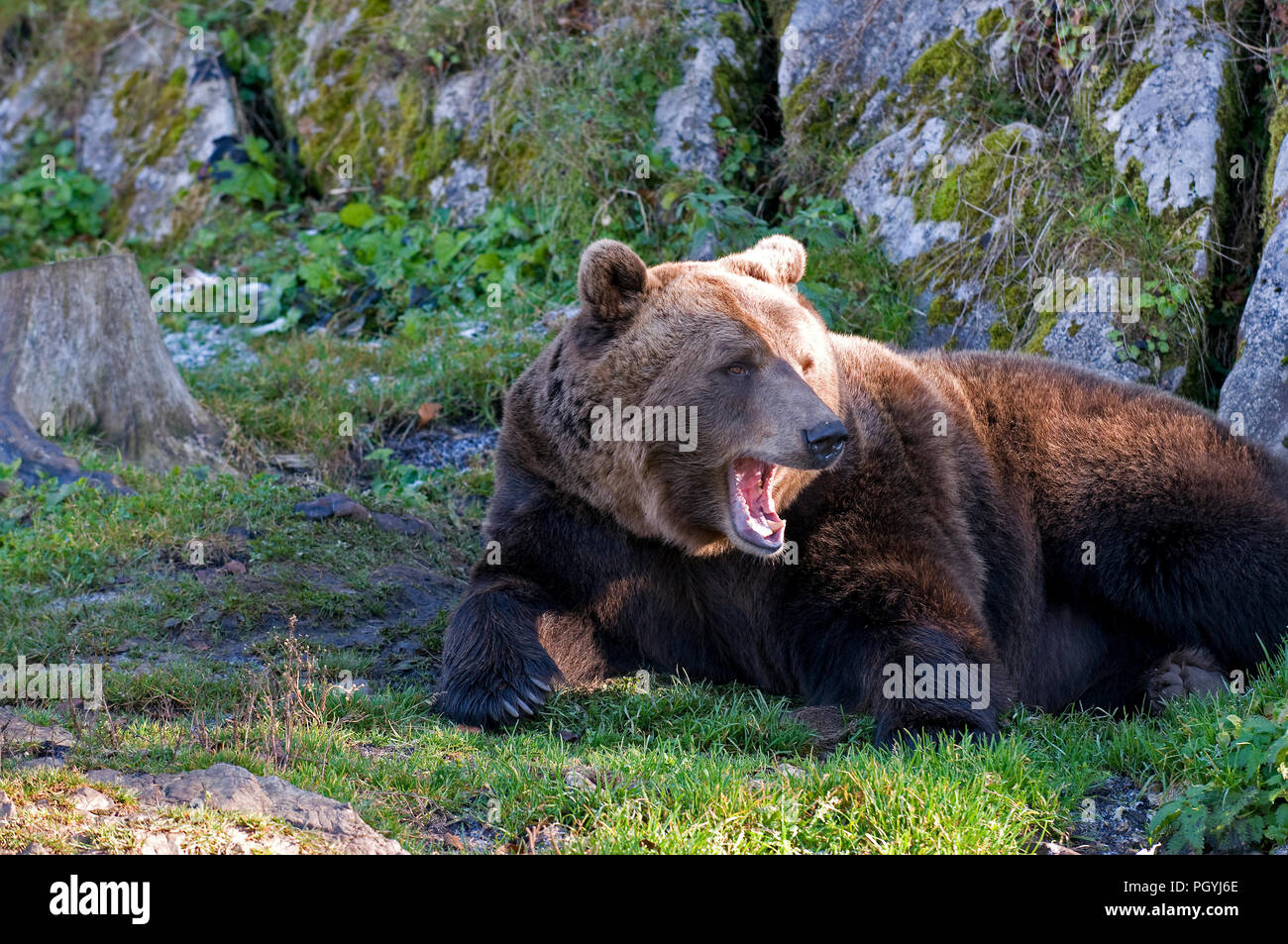 L'orso bruno (Ursus arctos) - Wake-up il nostro brun Foto Stock