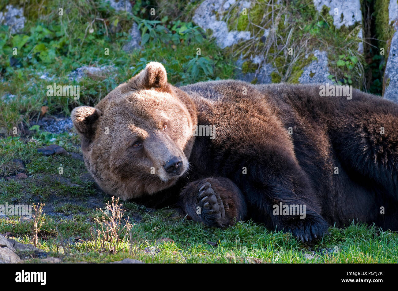 L'orso bruno (Ursus arctos) - Wake-up il nostro brun Foto Stock