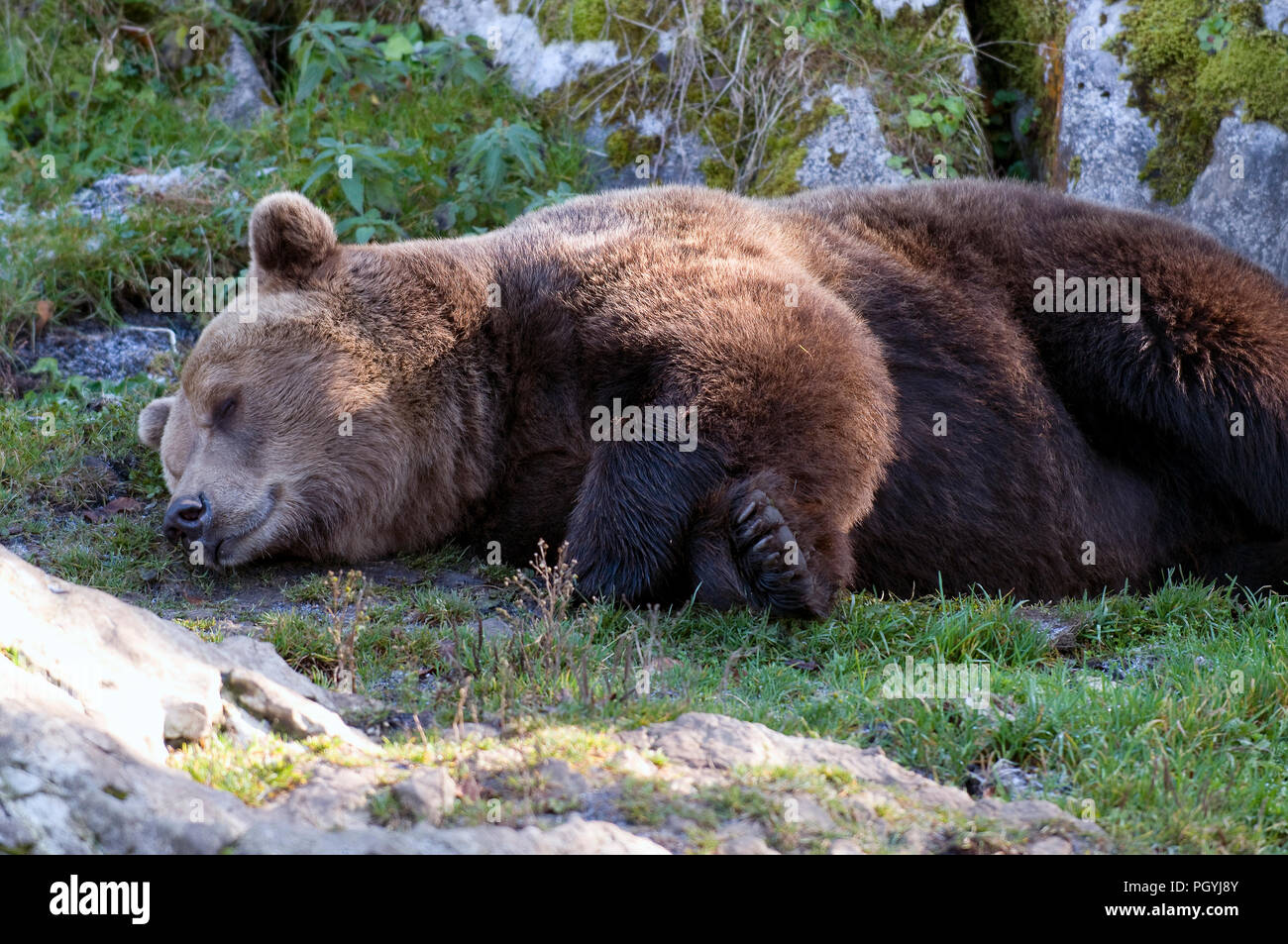 L'orso bruno (Ursus arctos) - Dormire la nostra brun Foto Stock