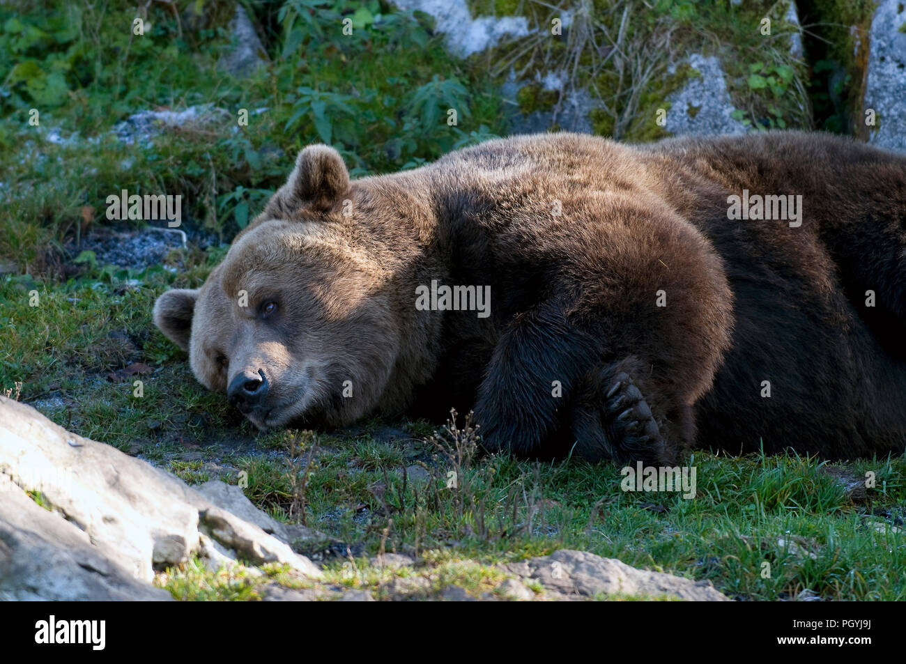 L'orso bruno (Ursus arctos)s il nostro brun Foto Stock