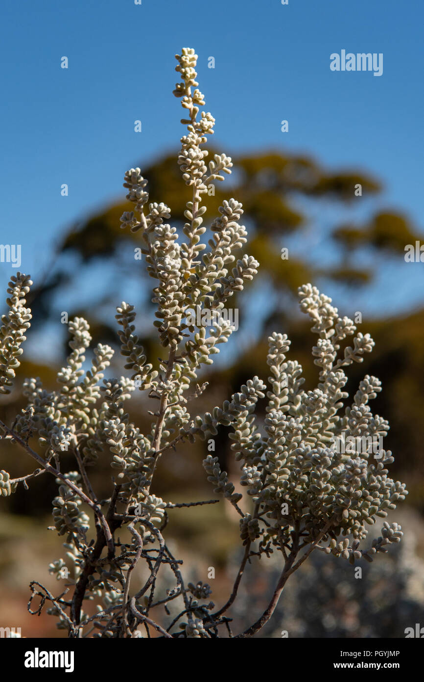 Maireana sedifolia, perla Bluebush Foto Stock