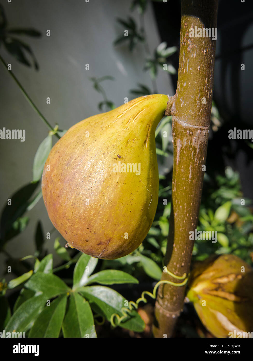 Un maturo figura su una nuova giovane Ficus carica Brunswick tree in un giardino inglese nel mese di agosto Foto Stock
