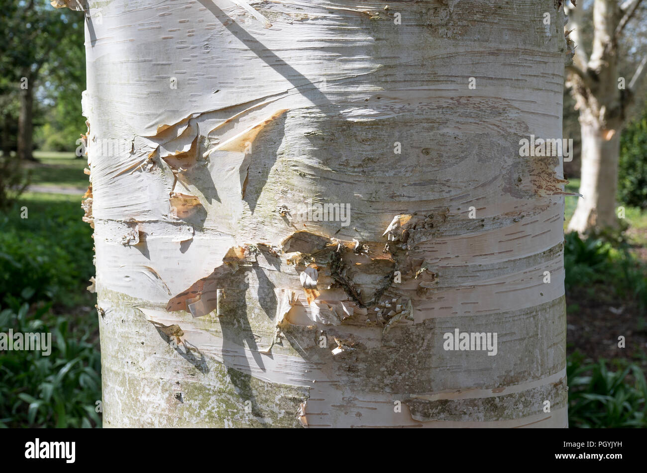 Dettaglio rivelato in close-up del tronco e la corteccia di un argento betulla in Inghilterra, Regno Unito Foto Stock