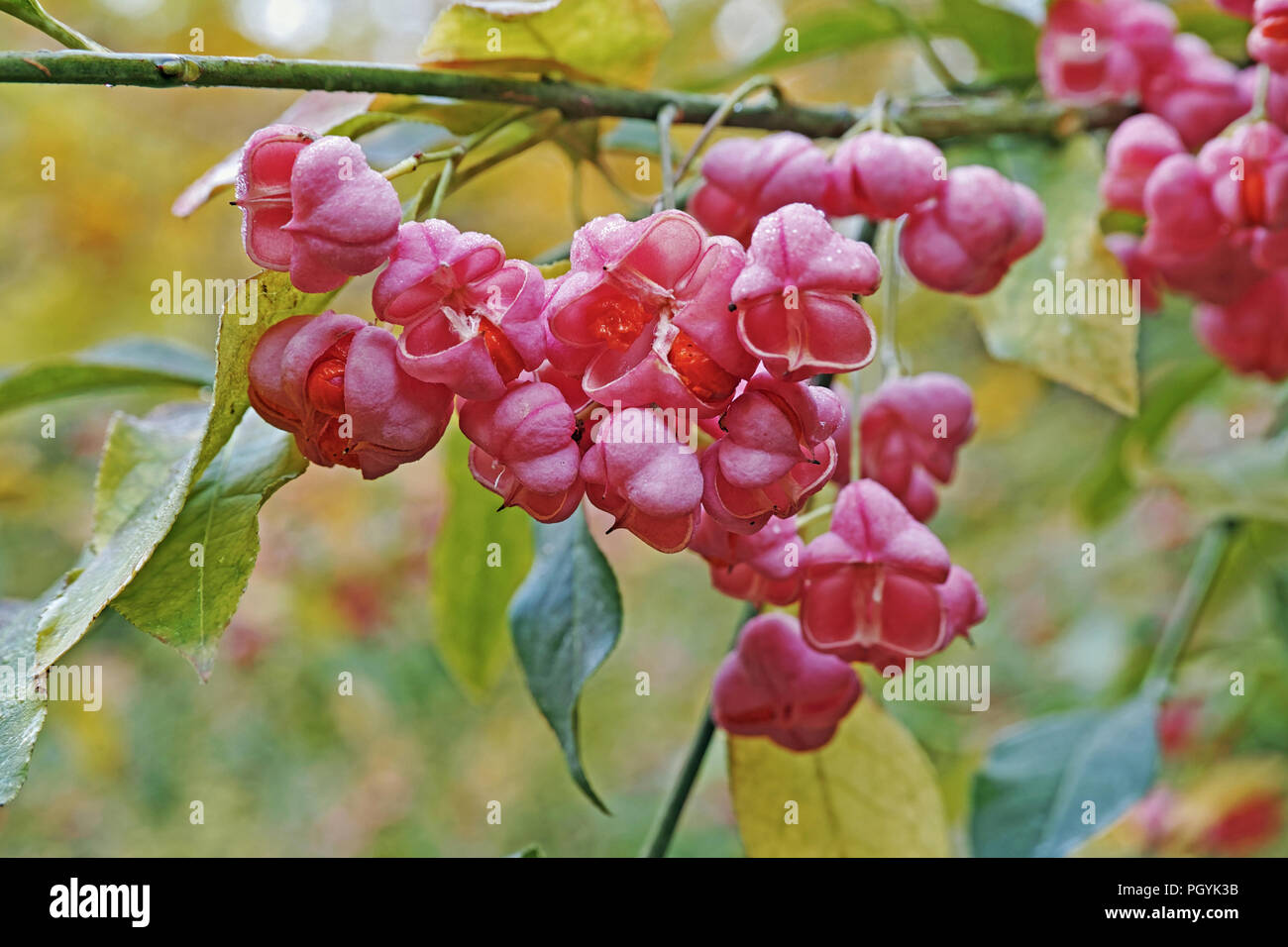 Frutti maturi con semi e foglie di mandrino europea Foto Stock