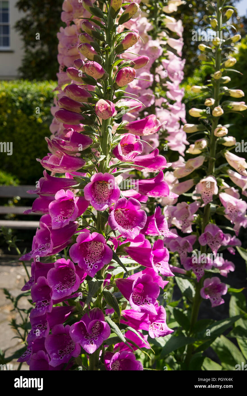 Digitalis coloratissimi fiori in un urbano giardino pubblico nel maggio del Regno Unito Foto Stock