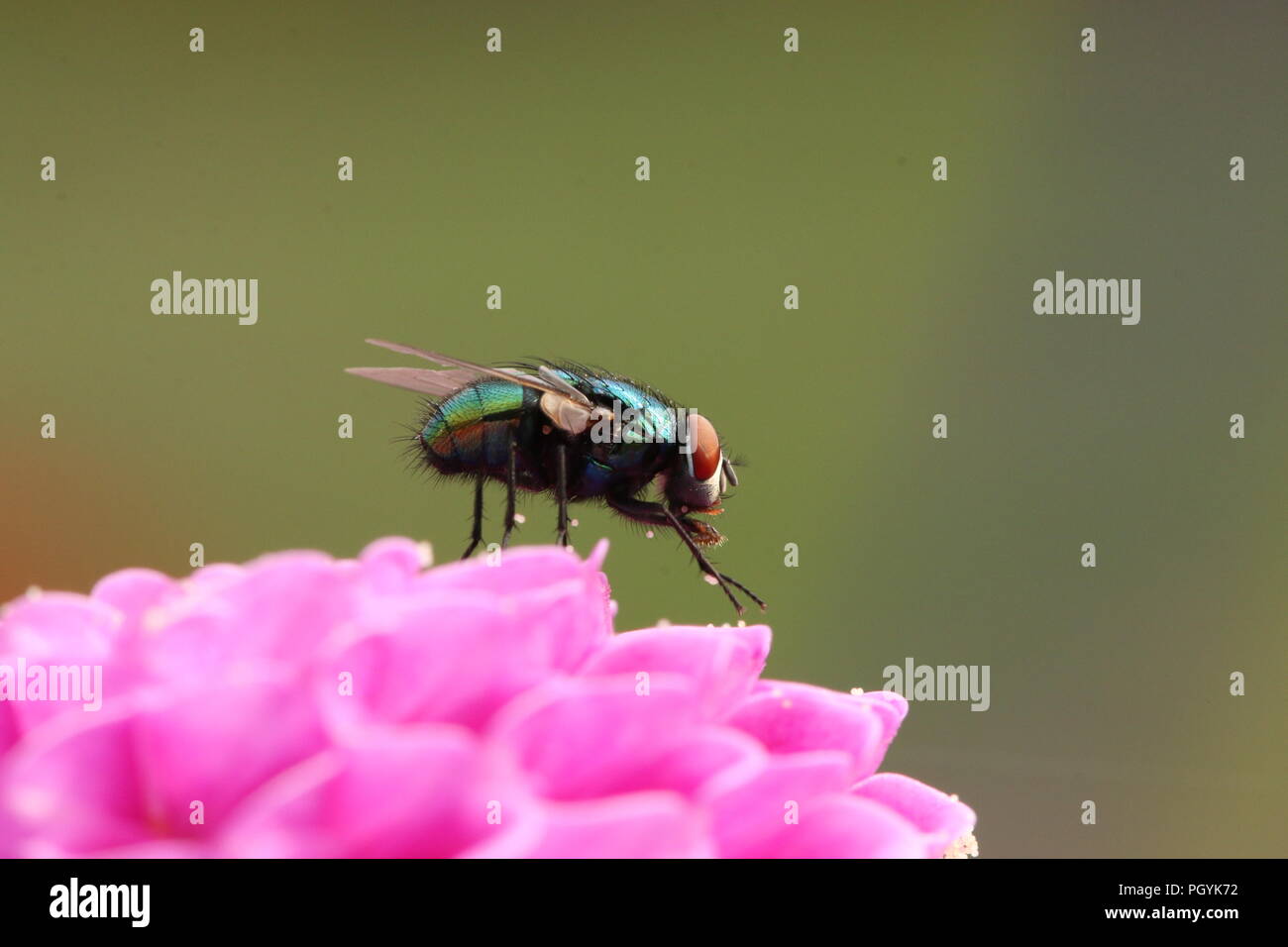 Comune bottiglia verde volare sul fiore rosa Foto Stock